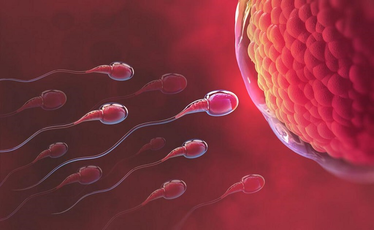 Tinh trùng gặp trứng tiến hành thụ thai