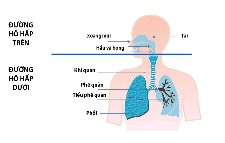 Cấu tạo đường hô hấp trên và đường hô hấp dưới