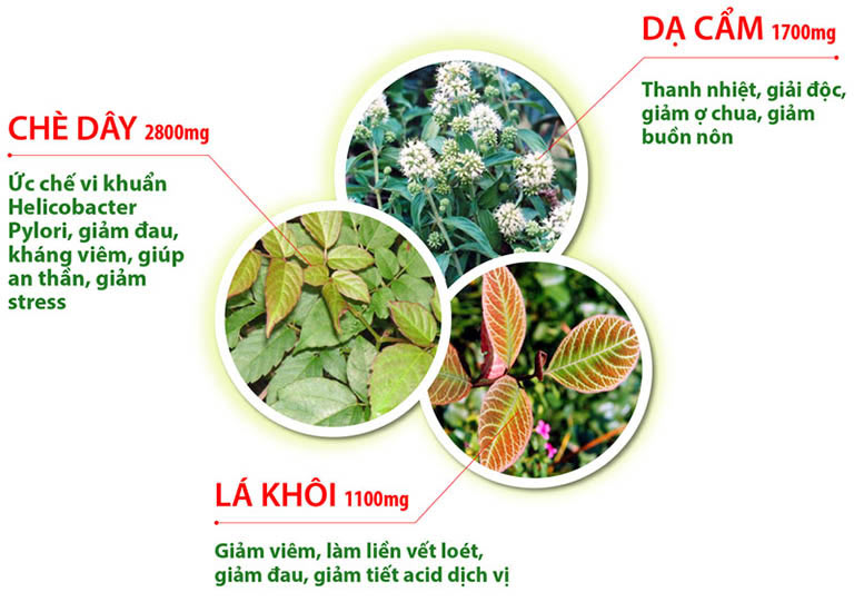 Chè dây, lá khôi, dạ cẩm có thành phần dược chất tiêu diệt vi khuẩn hiệu quả