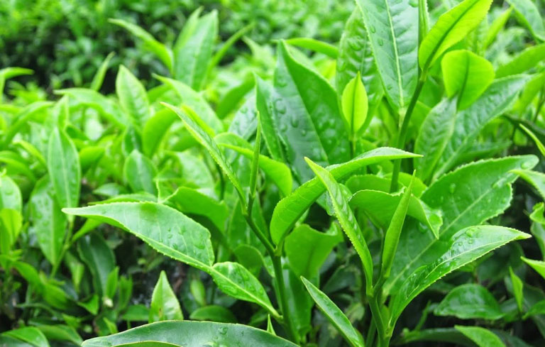Các tinh chất trong lá trà xanh giúp loại bỏ dịch âm đạo màu vàng