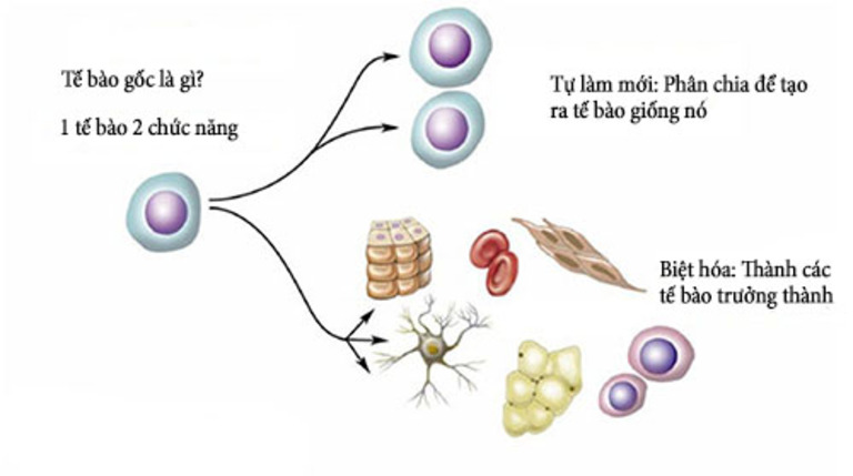 Tế bào gốc khi được nuôi cấy trong môi trường nhân tạo có thể phát triển biệt hóa thành tế bào ở các cơ quan đang bị thương tổn
