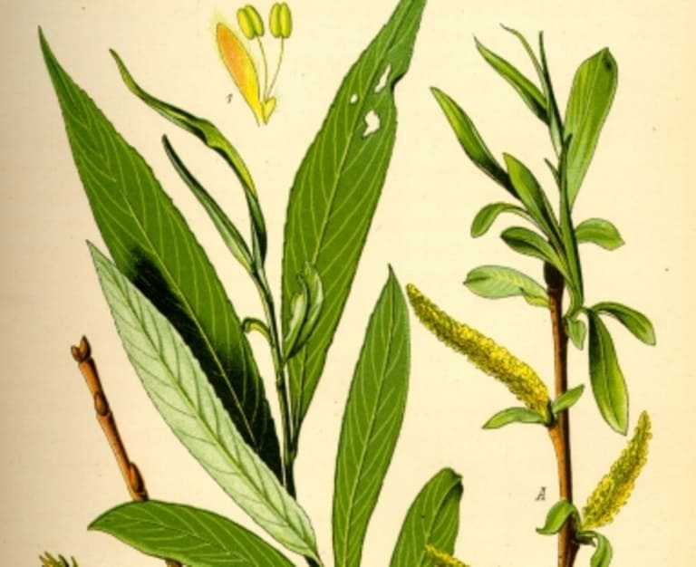 Thuốc Aspirin được chiết xuất từ cây Spiraea.