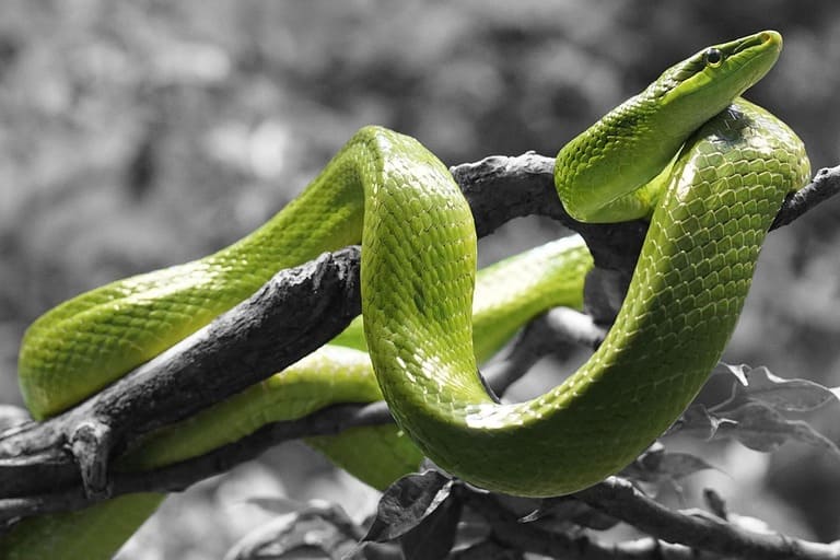 Nọc độc của rắn lục có thể gây chết người. Tuy nhiên, bột từ xương của loài rắn này lại có công dụng chữa bệnh thoái hóa cột sống.