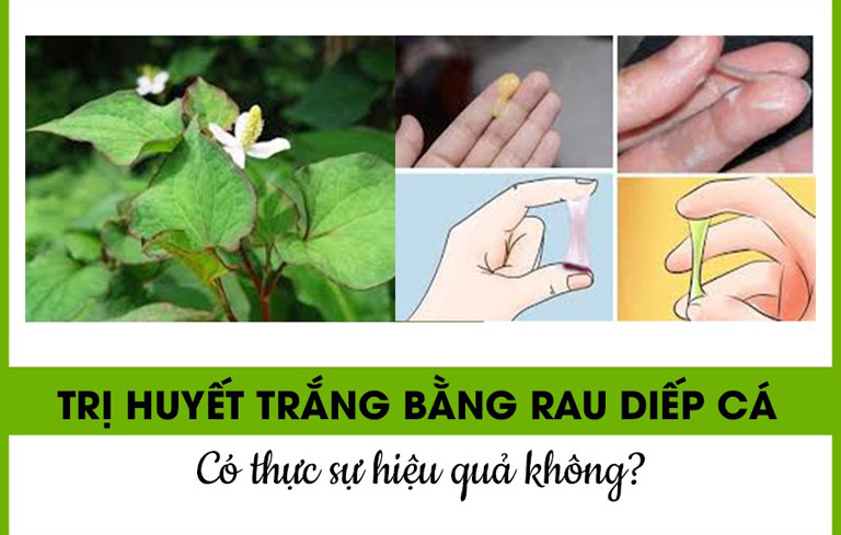 Trị huyết trắng bằng rau diếp cá có thực sự hiệu quả không