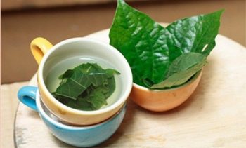 Cách chữa đau nhức xương khớp bằng lá lốt đúng cách
