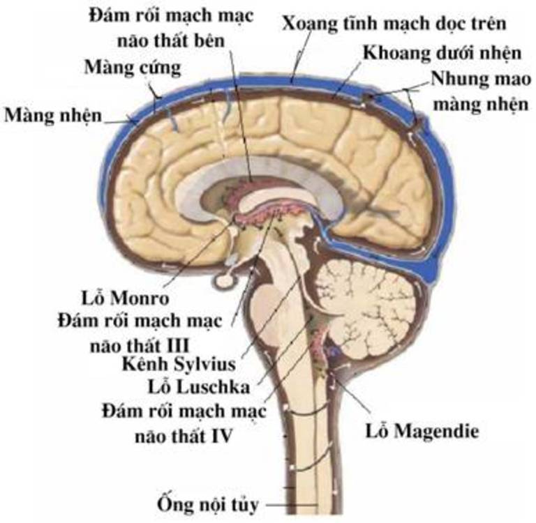 Vị trí của màng nhện trong não người. Các bệnh lý ở bộ phận này thường ảnh hưởng rất nhiều đến vai gáy và cánh tay.