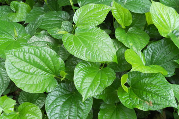 Có nên chữa viêm phụ khoa bằng lá lốt
