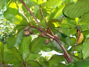 Chữa viêm cổ tử cung bằng lá bàng có hiệu quả không