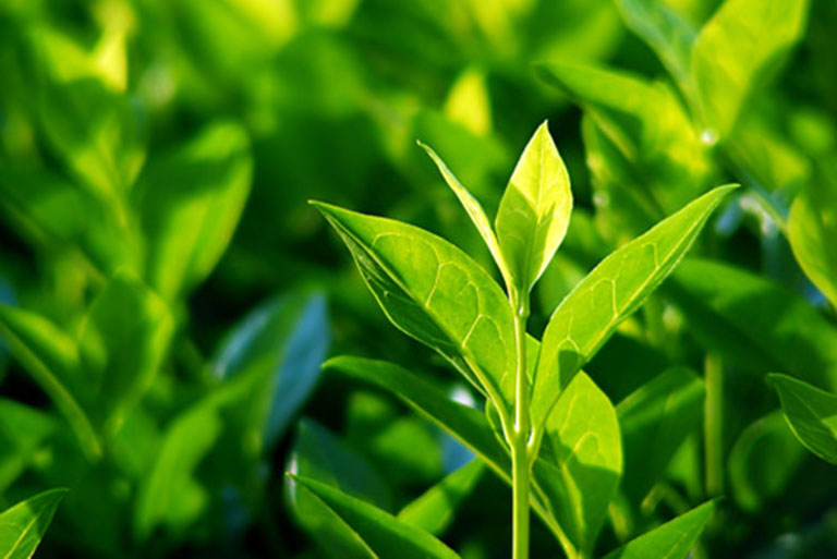 Nấu nước lá trà xanh dùng để vệ sinh da hỗ trợ cải thiện tình trạng bệnh
