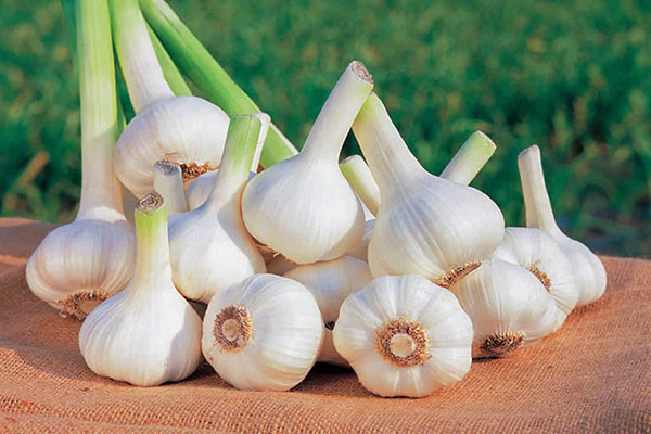 Chữa viêm họng bằng tỏi