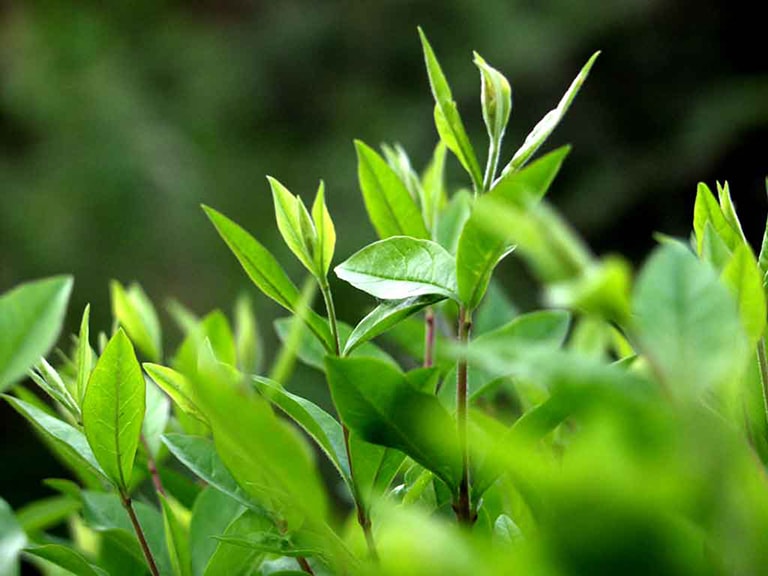 Lá trà xanh có tác dụng trong điều trị nấm phụ khoa
