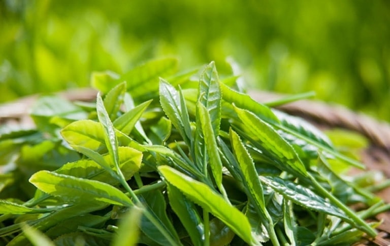 Sử dụng lá trà xanh để kiểm soát lượng khí hư là mẹo dân gian cho tác dụng tốt