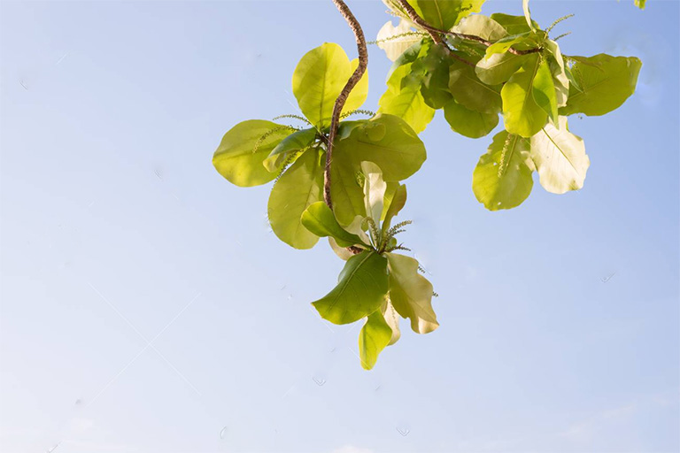 Lá bàng có chứa khá nhiều thành phần hoạt chất có tác dụng sát khuẩn, kháng khuẩn, tiêu viêm, chống tình trạng sưng mủ