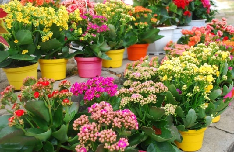 Hoa sống đời đẹp và có nhiều màu sắc nên được nhiều người trồng như một loại cây cảnh.