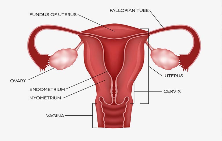 Bế kinh nguyên phát có thể do nữ giới không có buồng trứng Bế kinh nguyên phát có thể do nữ giới không có buồng trứng