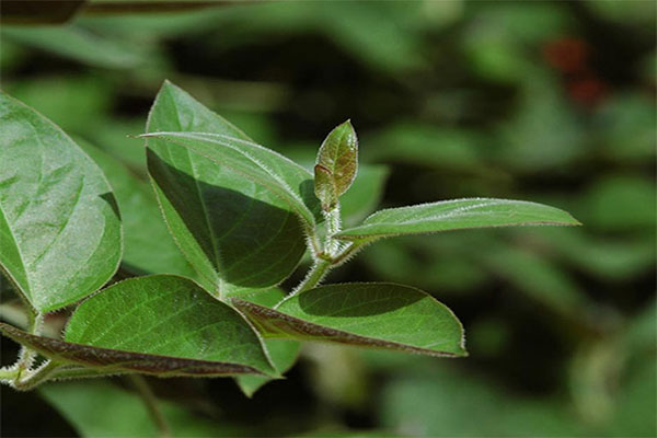 Triệu chứng viêm tai giữa