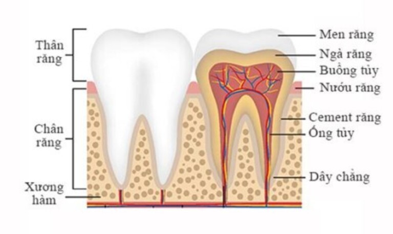 Ngà răng bị mất lớp men bao bọc sẽ gây ê buốt khi chịu tác động bởi nhiệt độ hoặc tính chất của môi trường trong khoang miệng.