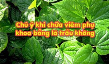 Để đảm bảo an toàn và hiệu quả chữa trị cao, chị em cần chú ý việc lựa chọn lá trầu không cẩn thận