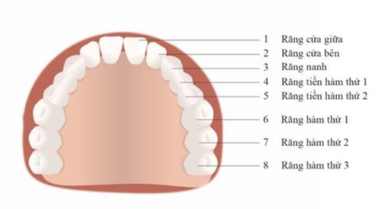 Răng hàm có tổng cộng 20 cái (bao gồm cả 4 chiếc răng khôn).