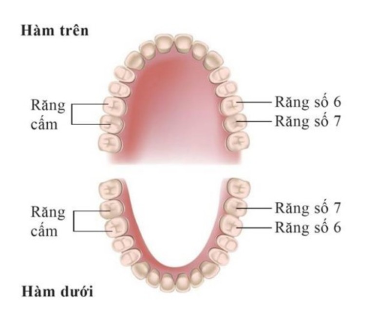 Răng cấm là răng ở vị trí số 6 và số 7. Tổng cộng hai hàm có 8 cái cái răng cấm.