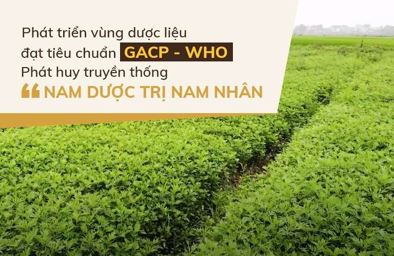 Vườn dược liệu chuyên canh hữu cơ của Đỗ Minh Đường