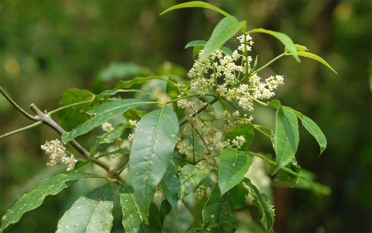 Ba chạc là cây thuốc nam quý còn được dân gian gọi là cây chè đắng hay cây dầu dầu với danh pháp khoa học là Euodia lepta (Spreing) Merr
