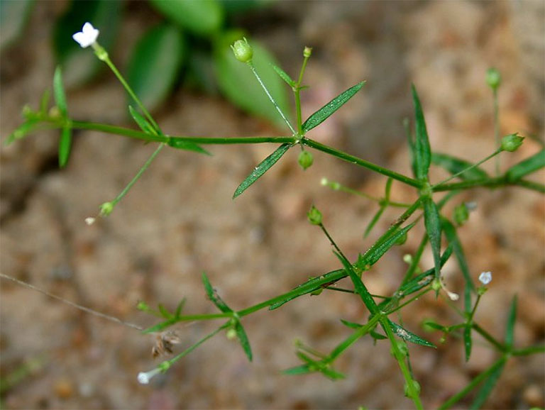 Bạch hoa xà thiện thảo có vị ngọt, đắng, tính hàn, có tác dụng trị bệnh ngoài da, ung nhọt, trị vết rắn cắn, vết thương bầm tím, hỗ trợ điều trị bệnh ung thư