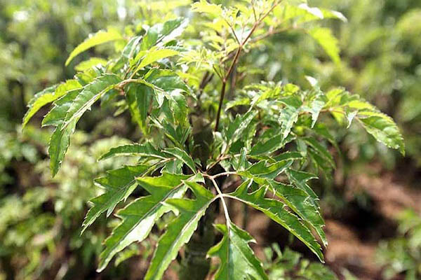 Gối lá đinh lăng có tác dụng chữa bệnh rất tốt