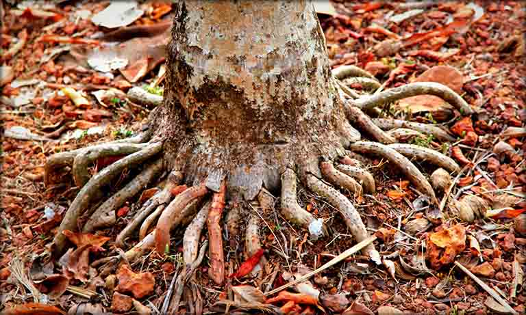 Rễ cau là phần rễ nổi trồi lên mặt đất, có vỏ ngoài màu vàng ống hoặc vàng nâu của cây cau