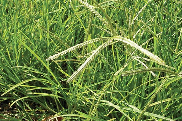 Cỏ mần trầu có tác dụng trị rụng tóc