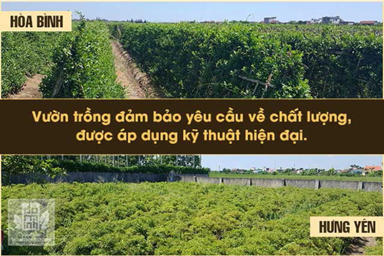 Vườn thảo dược Hòa Bình, Hưng Yên, Hà Nội được Đỗ Minh Đường phát triển theo hướng chuyên canh
