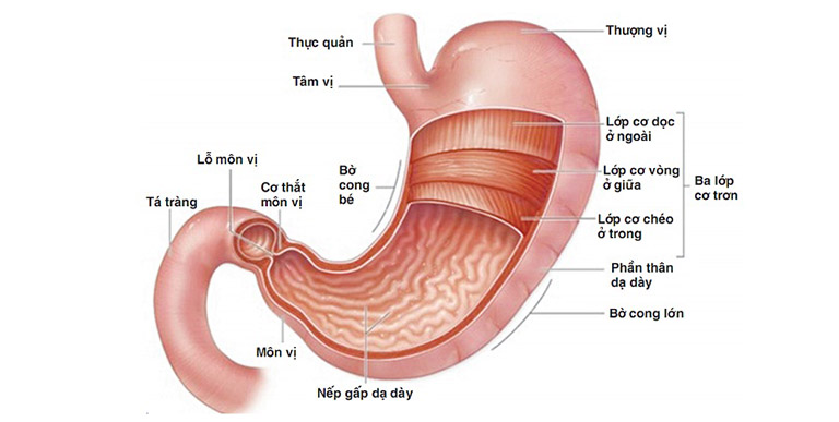 Viêm loét bờ cong nhỏ dạ dày