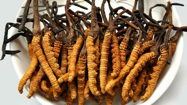 Đông trùng hạ thảo kỵ gì và cần lưu ý gì khi sử dụng?