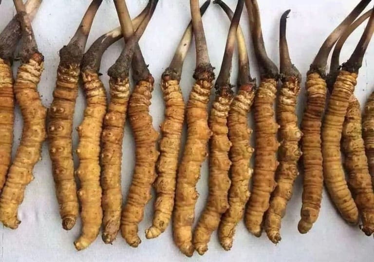 Đông trùng hạ thảo loại nào tốt nhất trên thị trường và nên chọn loại nào