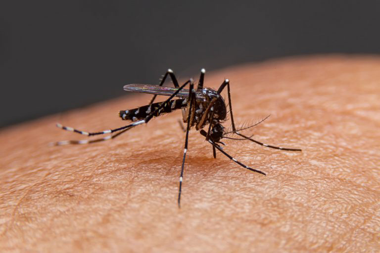Muỗi vằn Aedes aegypti mang virus dengue là nguyên nhân chính lây truyền bệnh sốt xuất huyết cho người này sang người khác