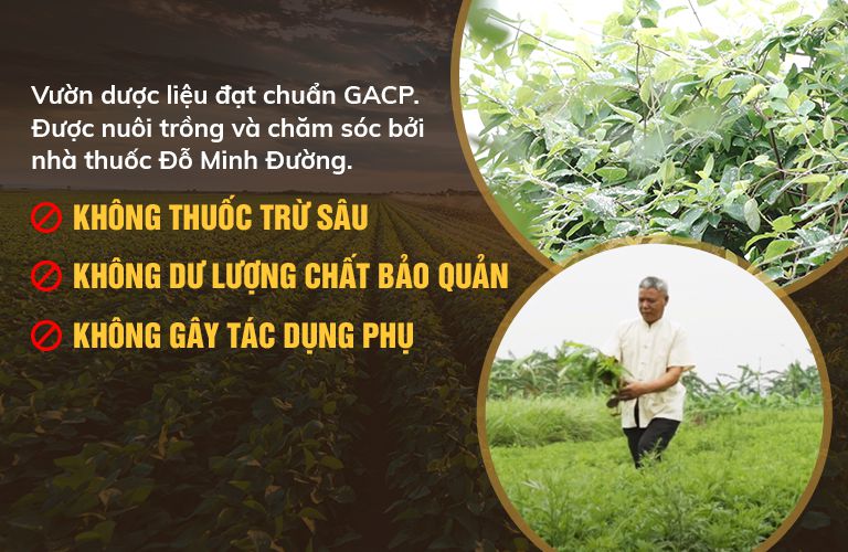 vườn dược liệu sạch của Đỗ Minh Đường đạt tiêu chuẩn GACP - WHO của Bộ Y tế