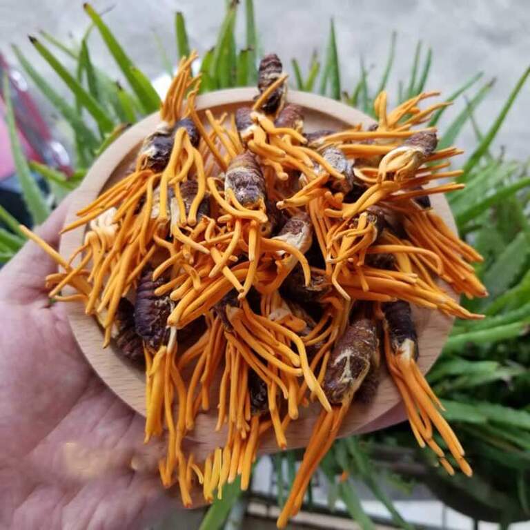 Gợi ý những địa chỉ mua đông trùng hạ thảo Đà Nẵng uy tín và tốt nhất