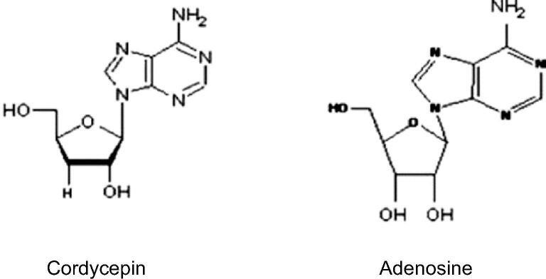 Những con số cụ thể về hàm lượng cordycepin trong đông trùng hạ thảo