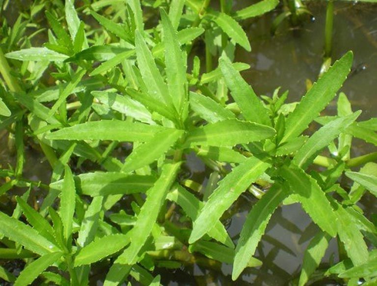 Bệnh nhân có thể lựa chọn bài thuốc từ rau ngổ để chữa chứng thận hư
