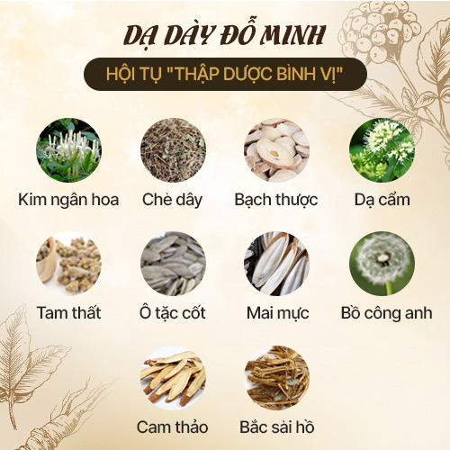 Các dược liệu trong bài thuốc Dạ dày Đỗ Minh đều là các vị thảo dược đặc trị viêm loét dạ dày