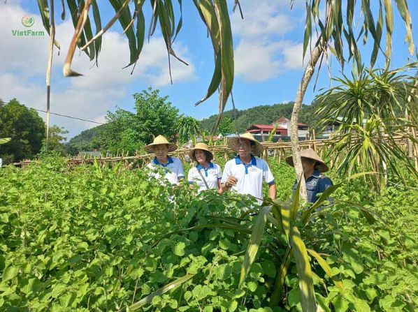 trung tam duoc lieu vietfarm