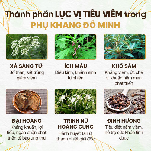 Thành phần Lục Vị Tiêu Viêm trong Phụ Khang Đỗ Minh